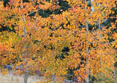 Yellowstone's Fall Colors