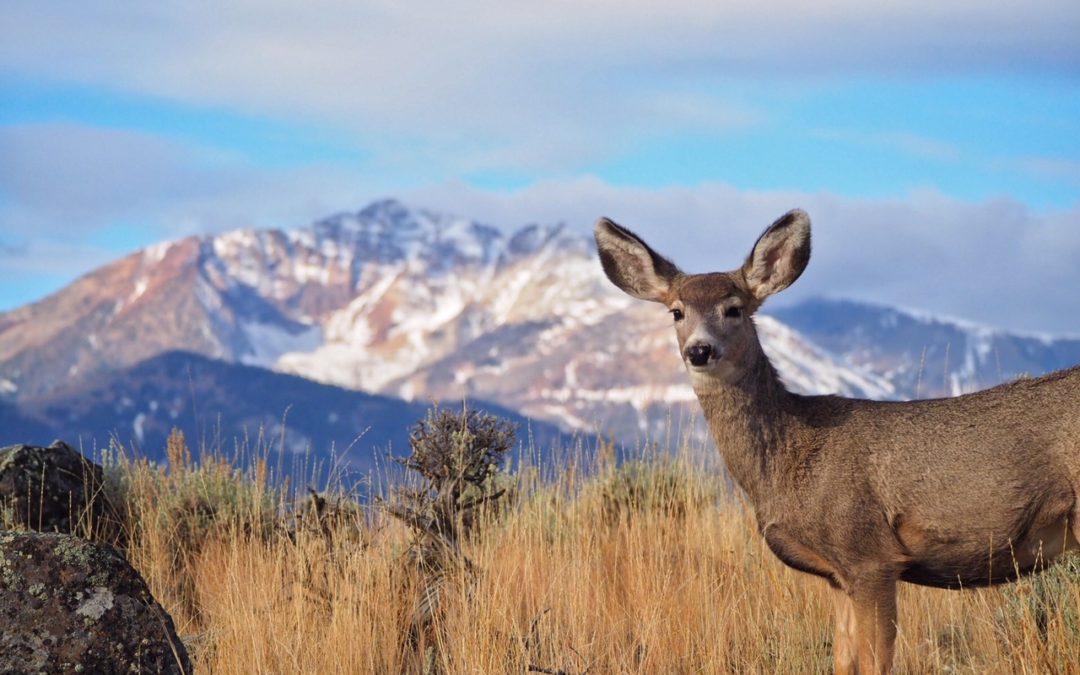 Getting To Know Your Wildlife Neighbors