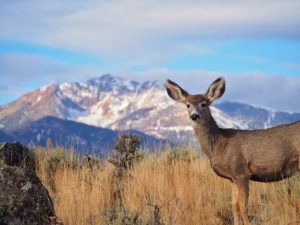 Getting To Know Your Wildlife Neighbors