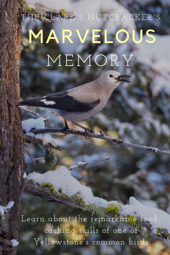 Learn about the fascinating memory of the Clark's Nutracker one of Yellowstone's common birds