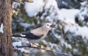 clark's nutcracker memory