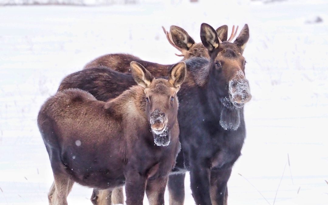 moose in Yellowstone