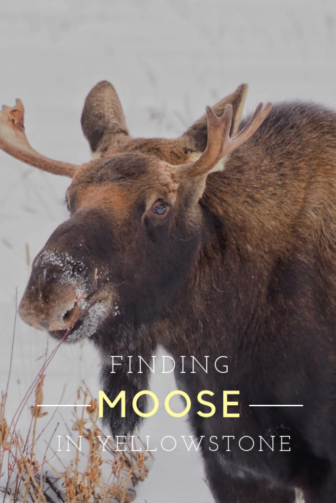 Finding Moose In Yellowstone Pin Image