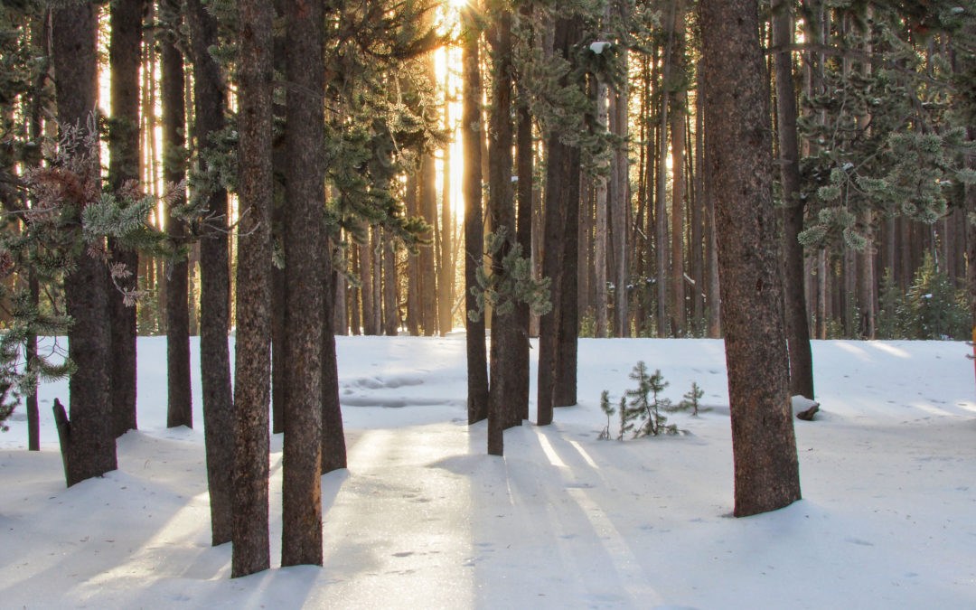 Skiing the Spring Creek Trail