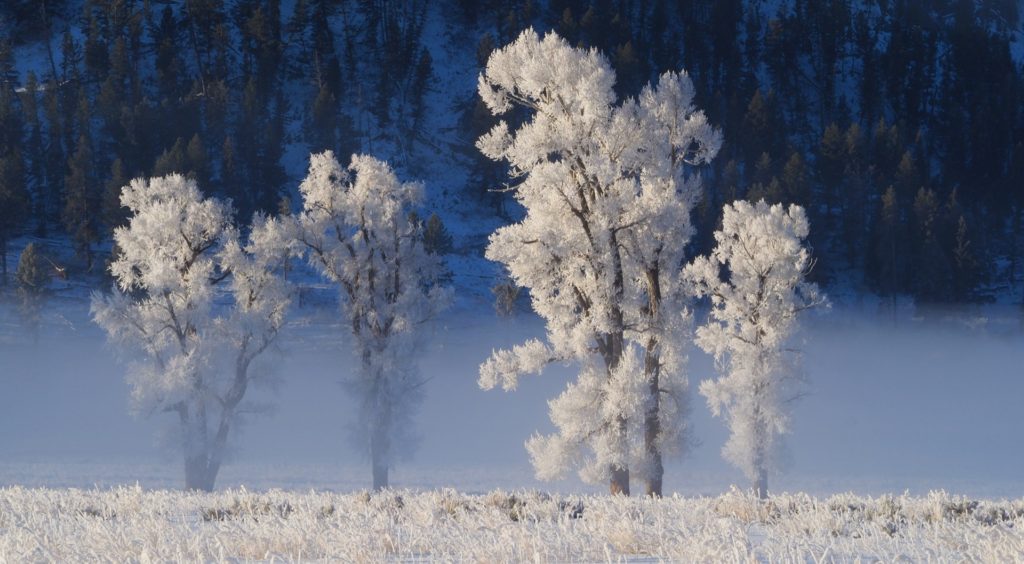 Best time to visit Yellowstone winter Lamar Valley