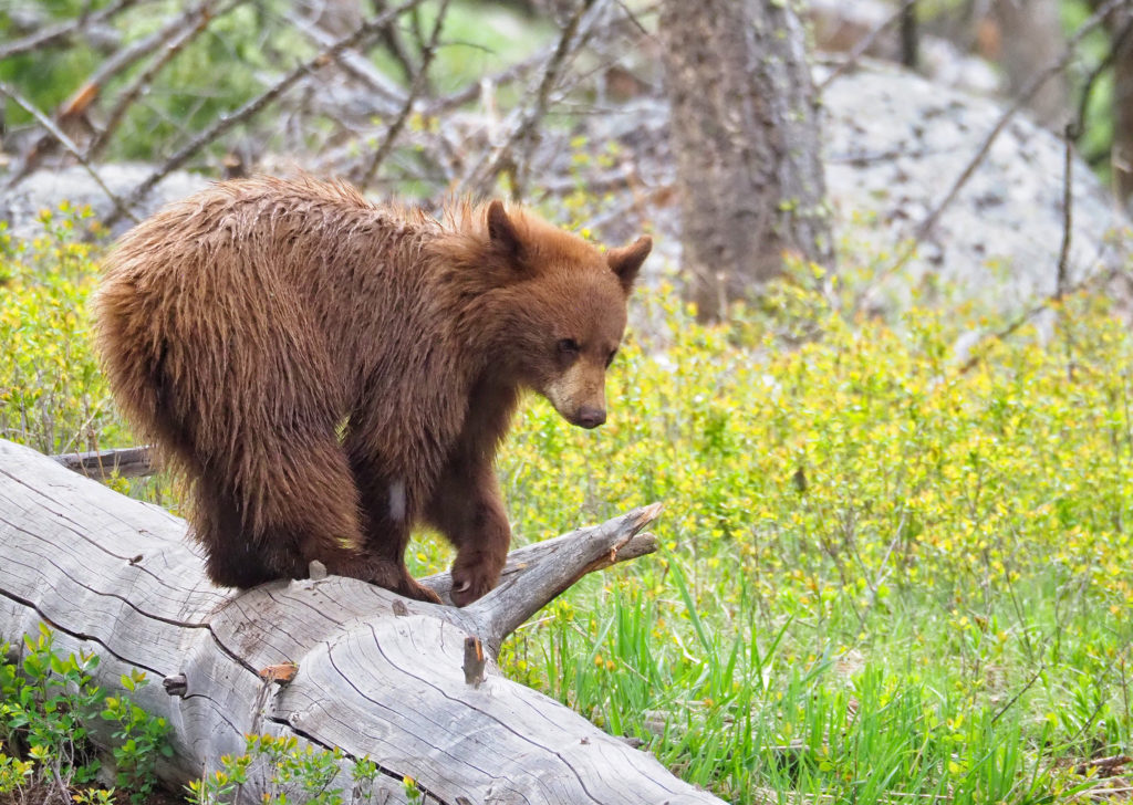 best time to visit Yellowstone black bear cub