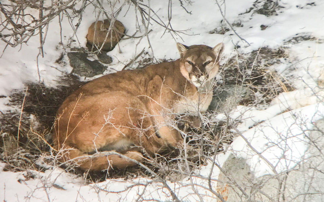 Yellowstone Cougars the essence of stealth mountain lion in Yellowstone