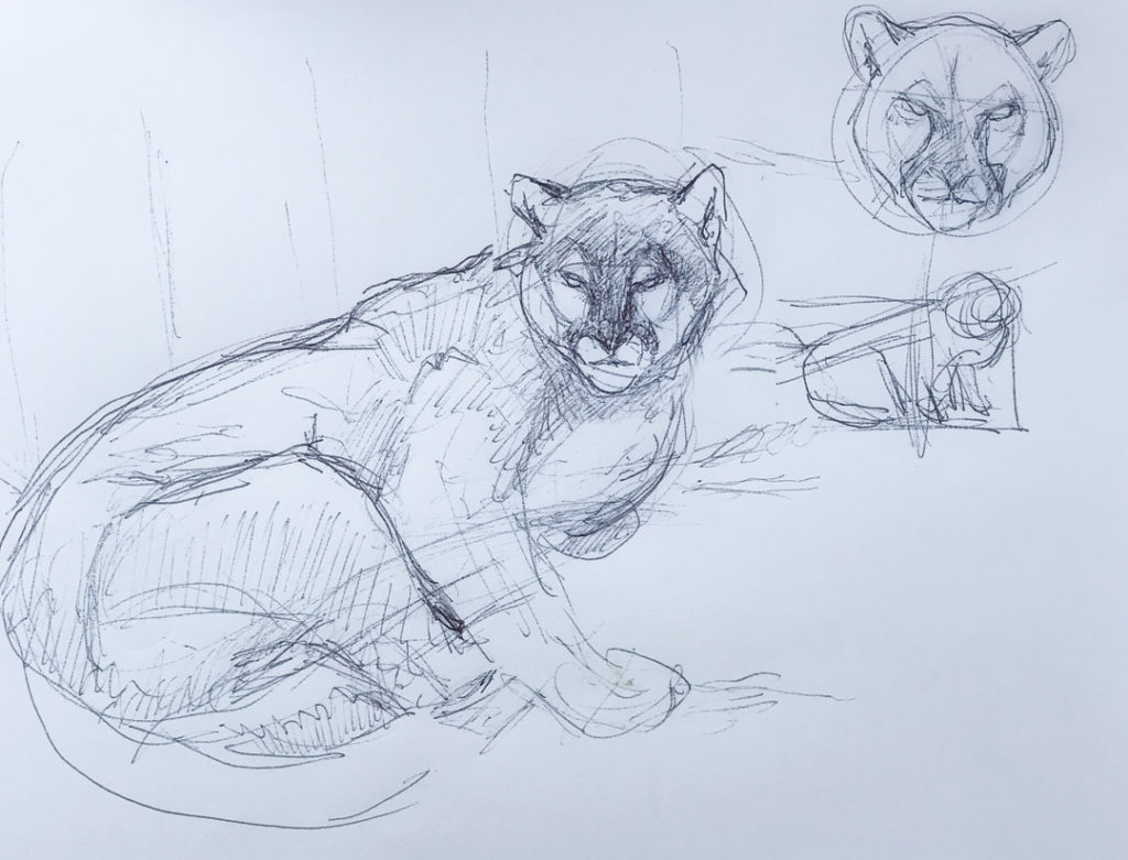Yellowstone cougars the essence of stealth sketch by george Bumann