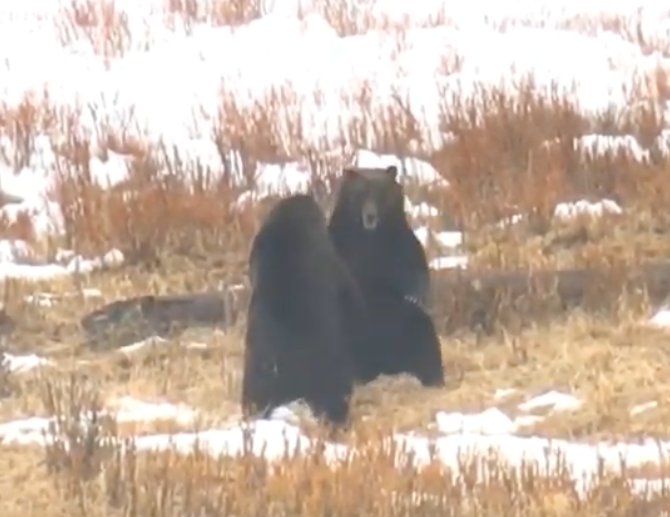 Yellowstone Grizzly Bears Fighting Bison Carcass