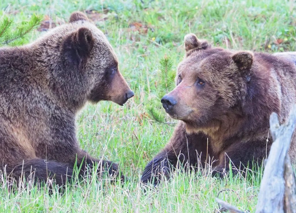 courting grizzlies in Yellowstone