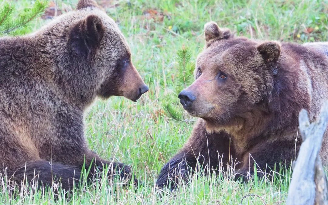 courting grizzlies in Yellowstone