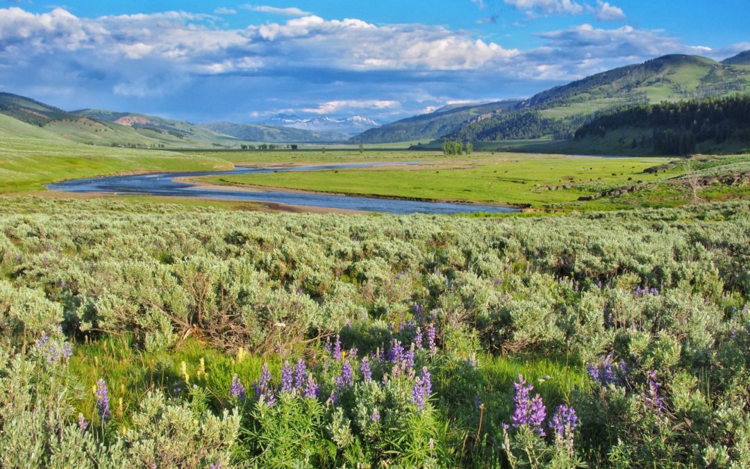 Four Days in Lamar Valley