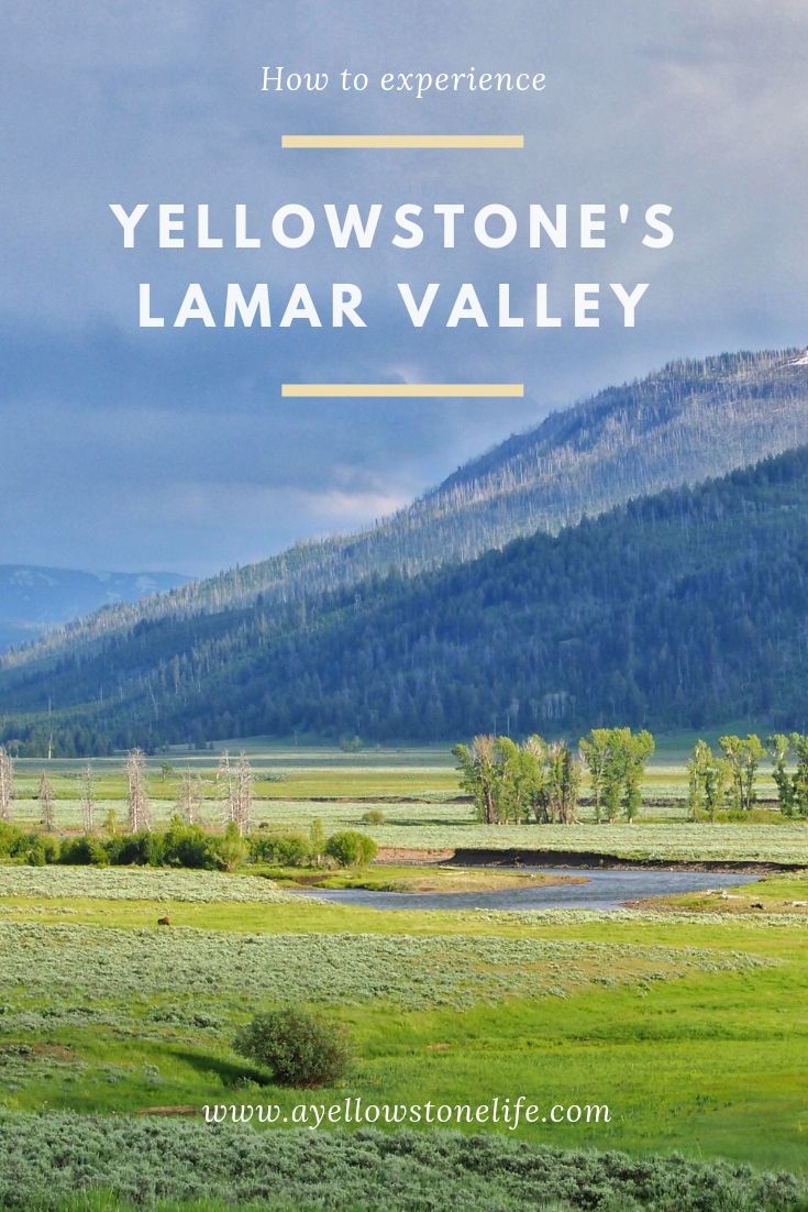Experience Yellowstone's Lamar Valley