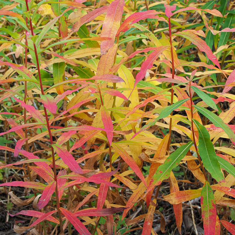 Hiking Yellowstone's Fall Color 14