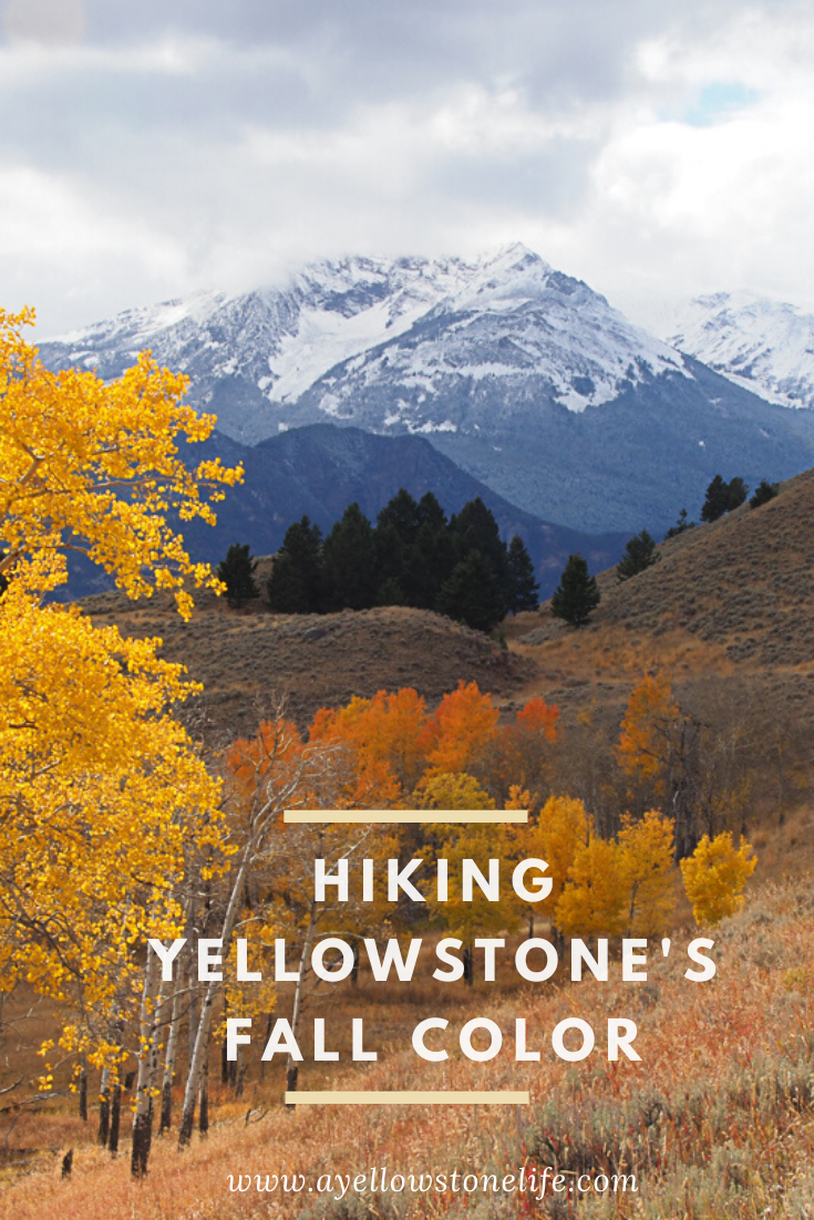 Hiking Yellowstone's Fall Color electric peak