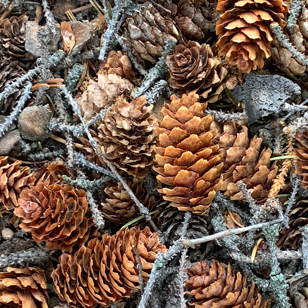 Autumn in Beartooths cones
