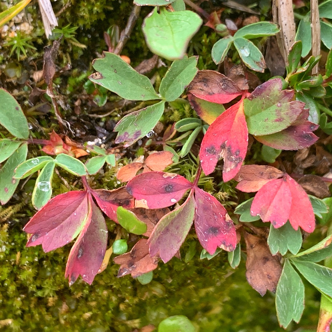 Autumn in Beartooths red leaves