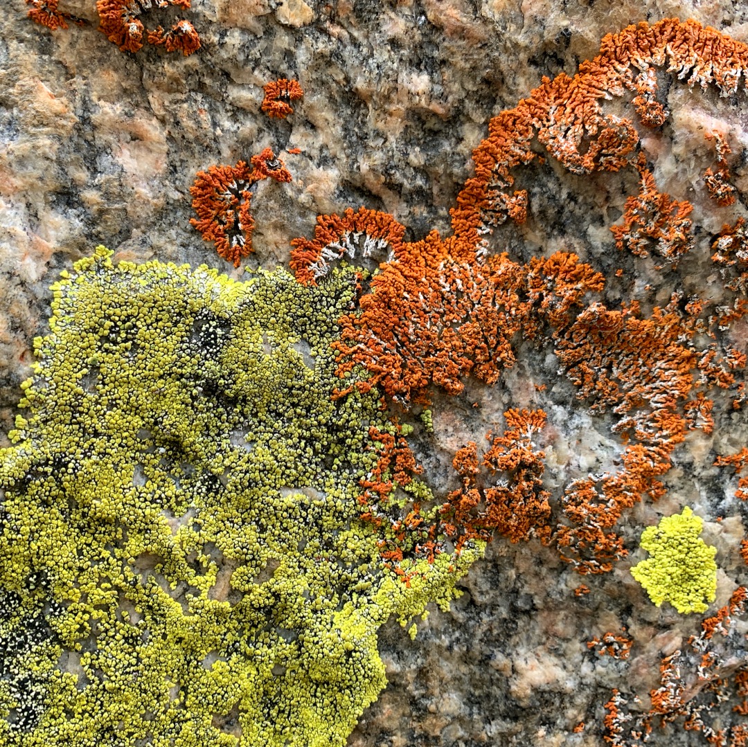 Autumn in Beartooths lichen