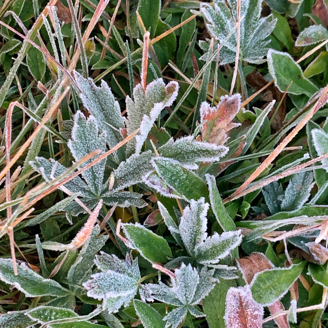autumn in beartooths frost on leaves