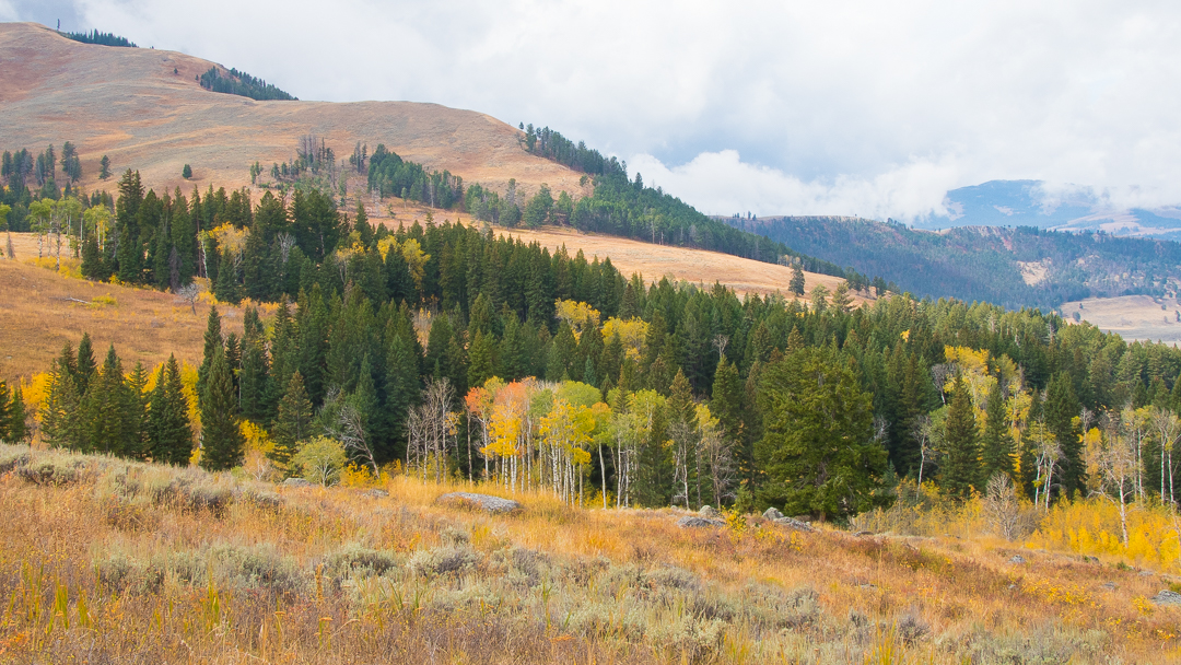 Hiking Yellowstone Fall Color Specimen Ridge