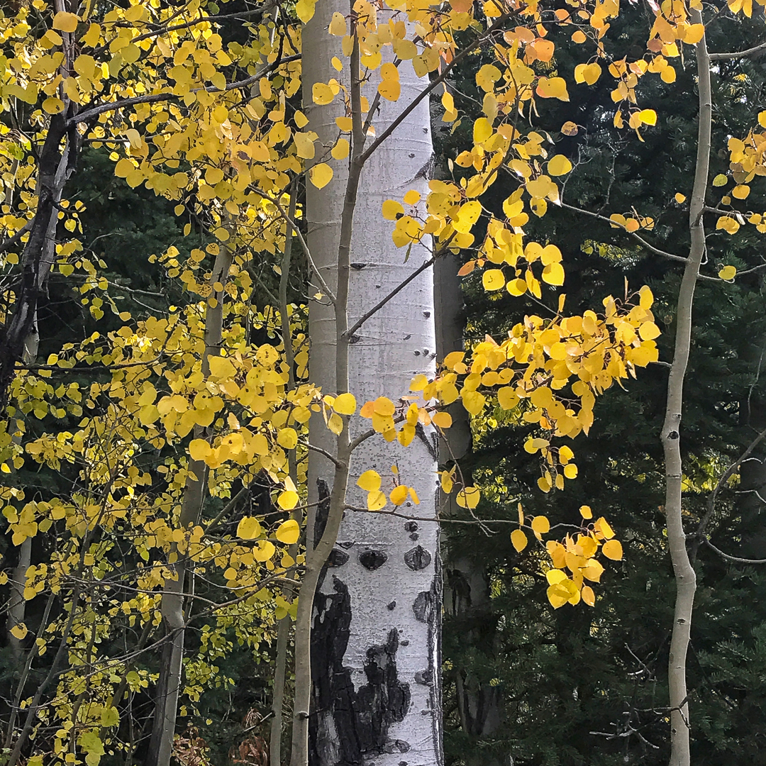 Hiking Yellowstone's Fall Color apen leaves