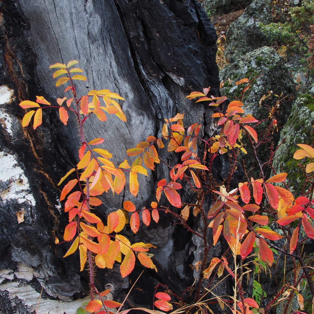 Hiking Yellowstone's Fall Color Slough Creek 2