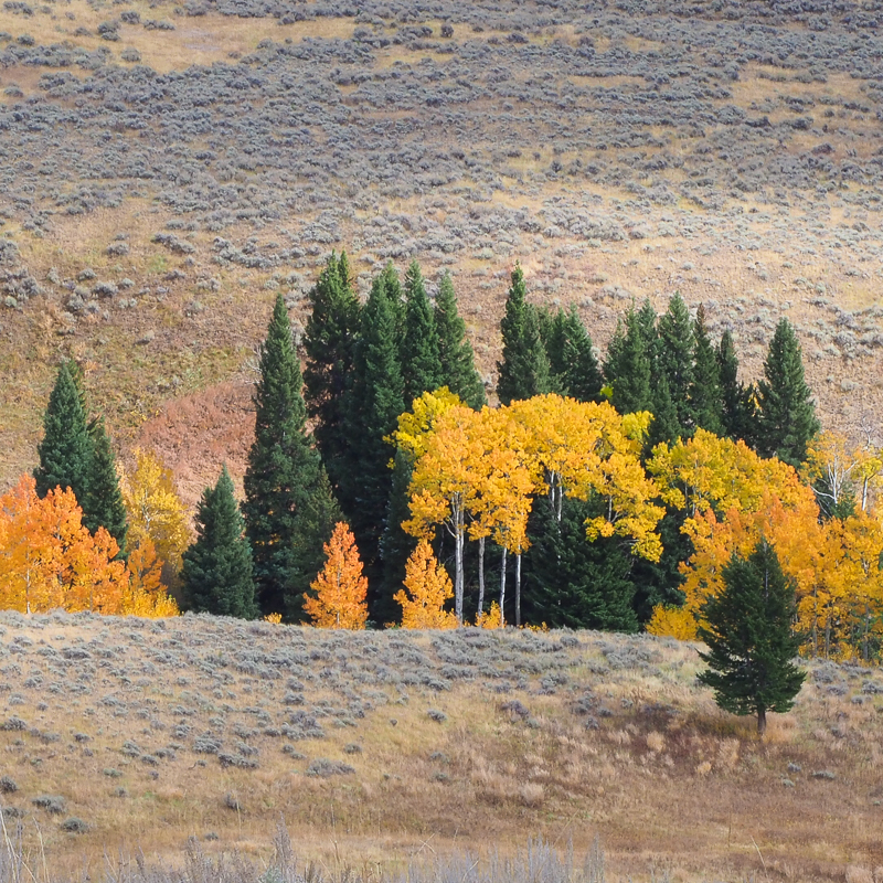 Hiking Yellowstone's Fall Color slough creek 3