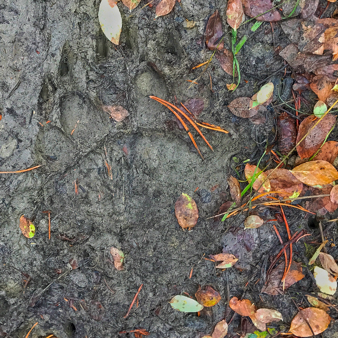 Hiking Yellowstone's Fall Color bear track