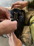 catching a raven in yellowstone