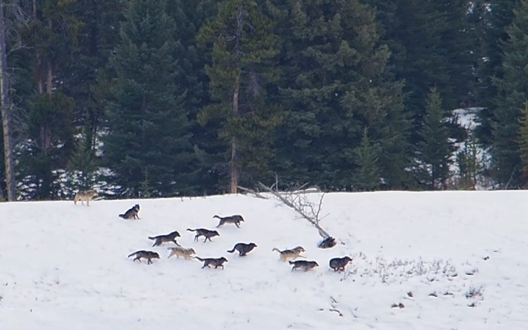 A Morning With The Junction Butte Wolves