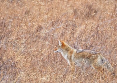 Yellowstone Roads Close Coyote