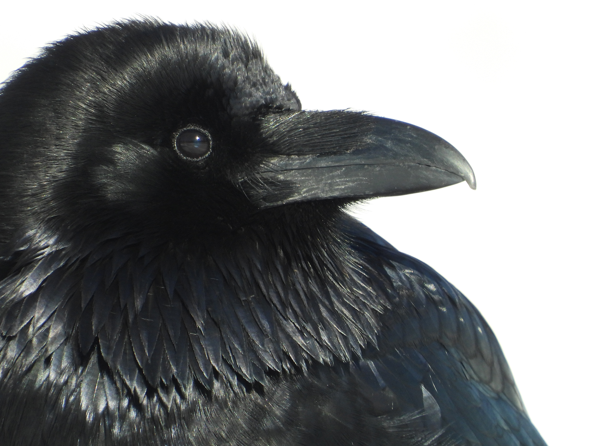 to catch a raven by beverly jenkins to catch a raven by beverly jenkins