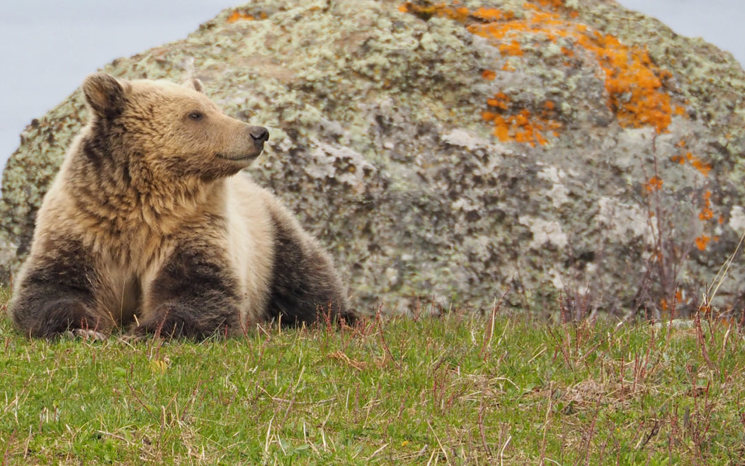 Happy Birthday, Yellowstone! Slideshow…