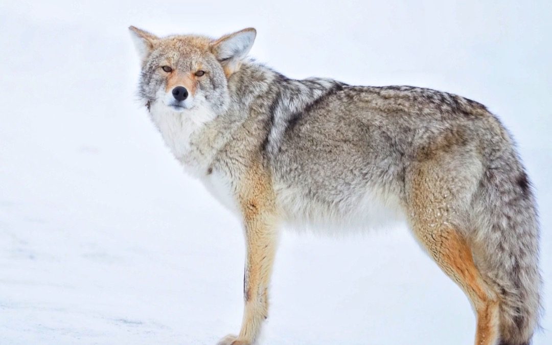 A Winter Day on Yellowstone’s Northern Range