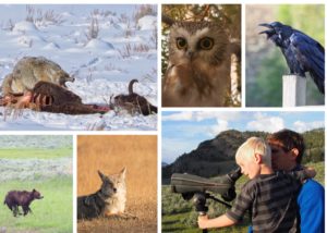 five things you can do to tune in to animal language wildlife collage