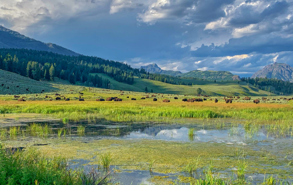 Secrets of Animal Language bison in Yellowstone