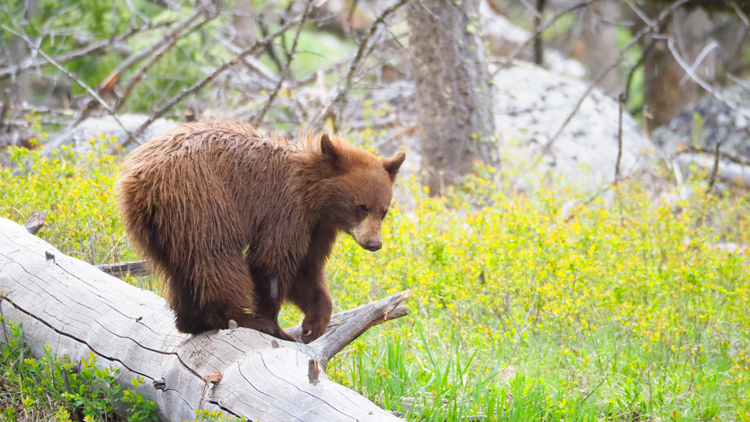 May in Yellowstone