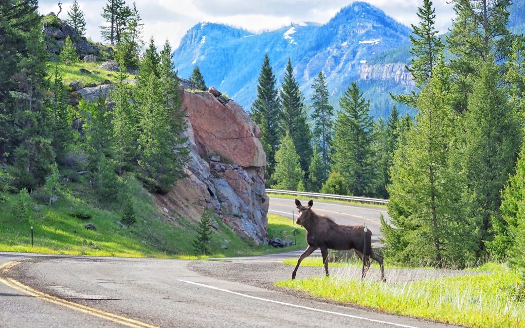 A Solo Spring Getaway to Yellowstone’s Northeast Corner and the Beartooths