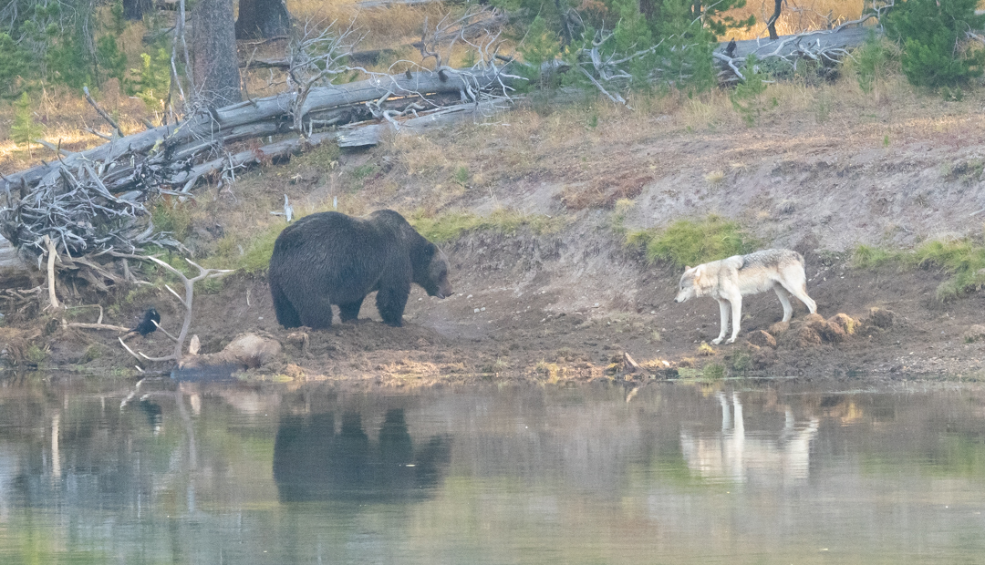 grizzly and wolf on elk carcass Hayden Valley