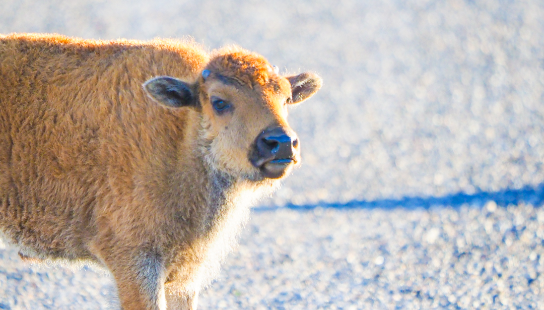 What not to do in Yellowstone bison calf