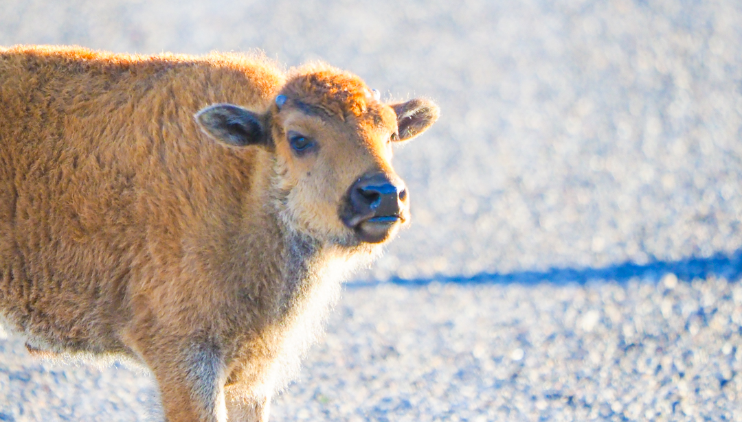 What NOT to do in Yellowstone