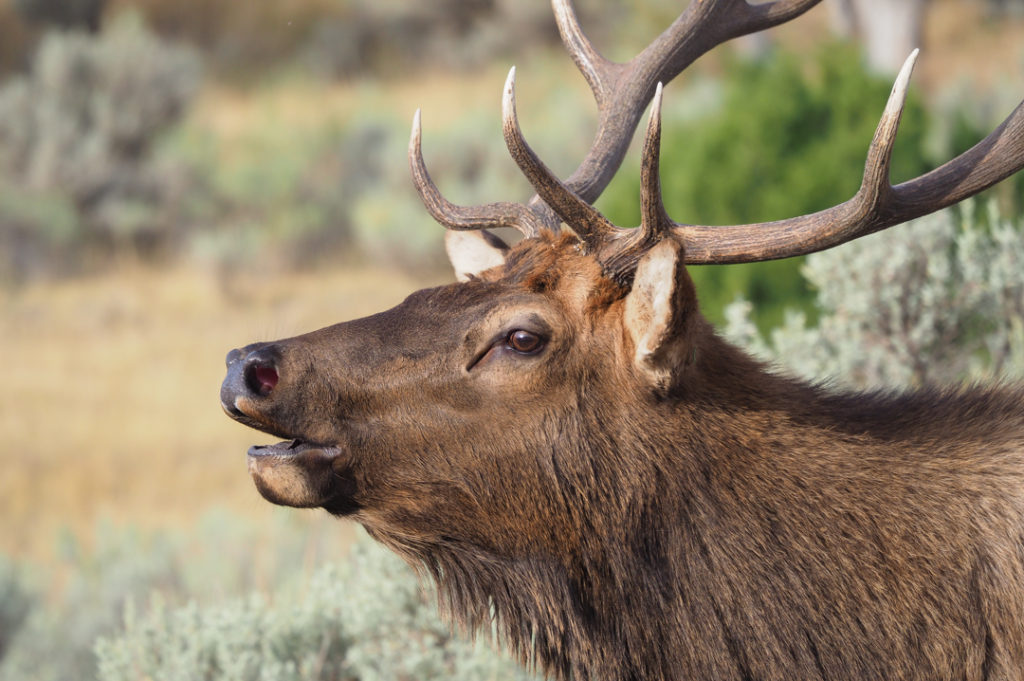 Best time to visit Yellowstone elk bugling
