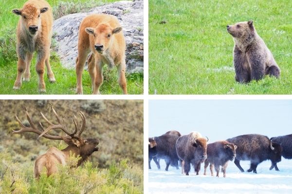 Yellowstone packing lists for every season wildlife