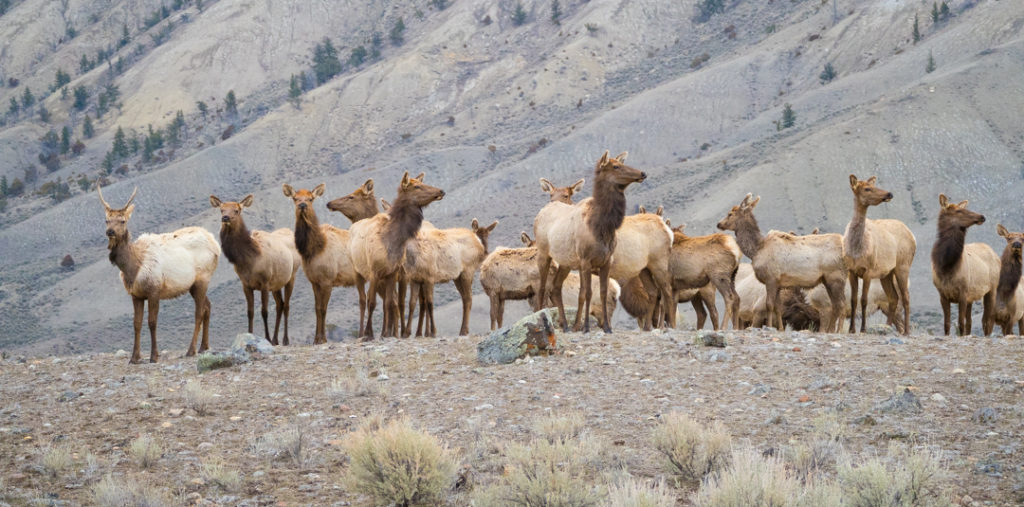 Yellowstone wildlife elk alert