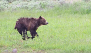 Yellowstone wildlife grizzly