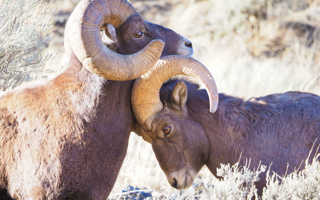 Find Yellowstone wildlife bighorn sheep