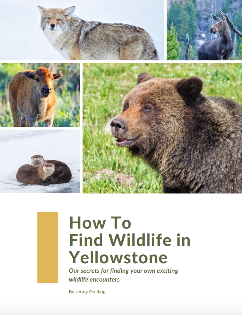 Yellowstone wildlife watching guide