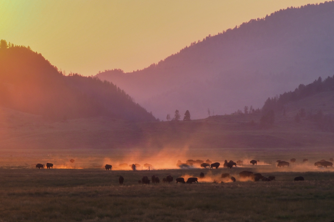 Planning your Yellowstone trip bison sunset