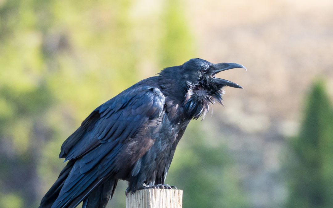 why listen to animals tune in to animal language raven calling