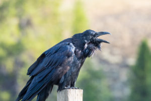 why listen to animals tune in to animal language raven calling